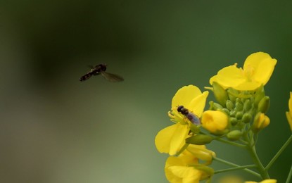 Image 270746834