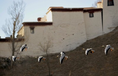 Image 270883630