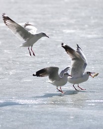 Image 270883690
