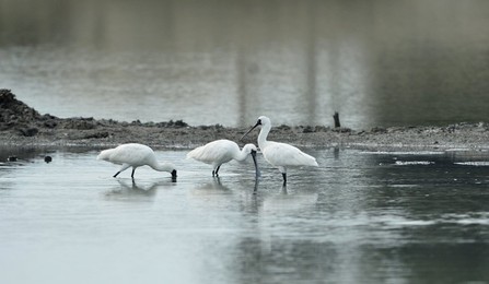 Image 271021530