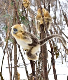 Image 271227299