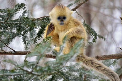 Image 271227310
