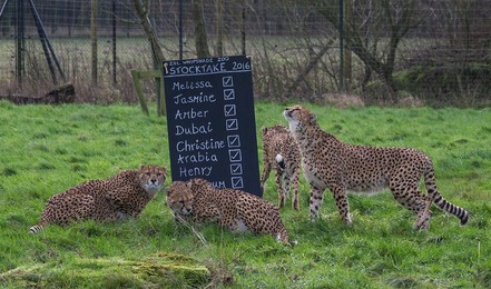Image 271246830
