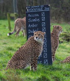 Image 271246834