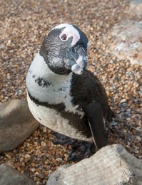 Image 271246836