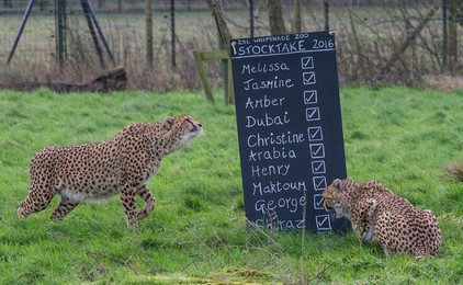 Image 271246838