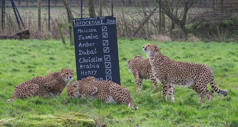 Image 271246841