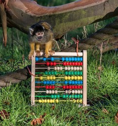 Image 271248036