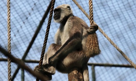 Image 272069258