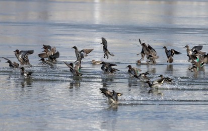 Image 272888087