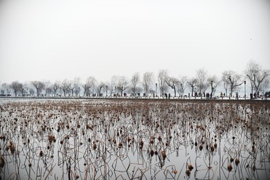 Image 272899780