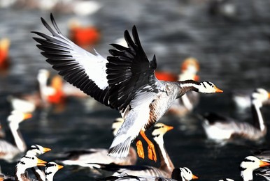 Image 274664829