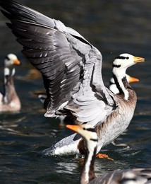 Image 274664832