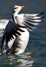 Image 274664834