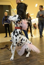 Image 275040088