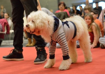 Image 275040092