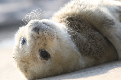 Image 275908734