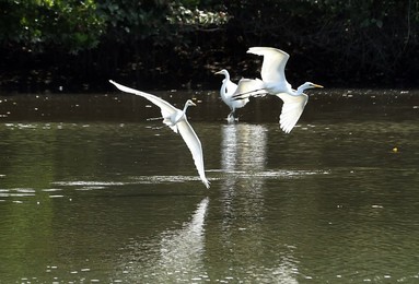 Image 275915813