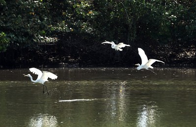 Image 275915816