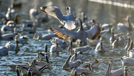 Image 276749784