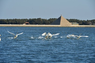 Image 276888709