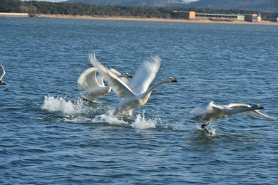 Image 276889196
