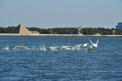 Image 276889587