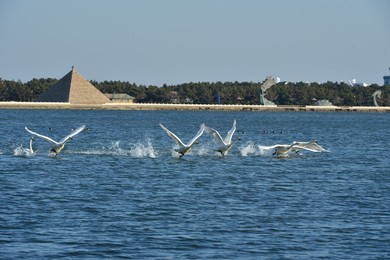 Image 276889820