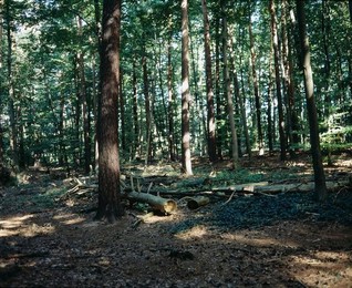 Image 277320290