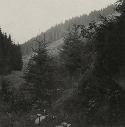 Image 277324118