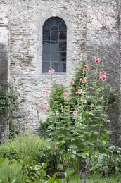 Image 277417911
