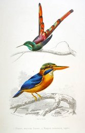 Image 277466020