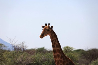 Image 277484672