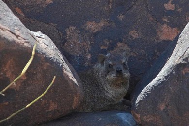 Image 277485068