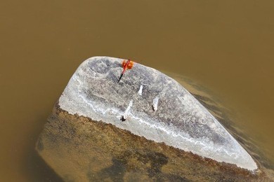 Image 277486434