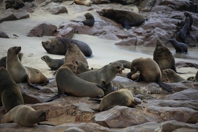 Image 277496745
