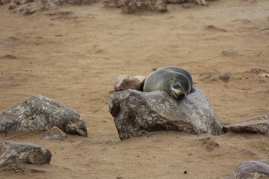 Image 277496756