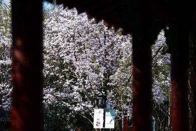 Image 277544997
