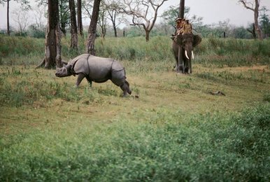 Image 277545169