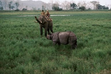 Image 277545170