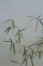 Image 277662583