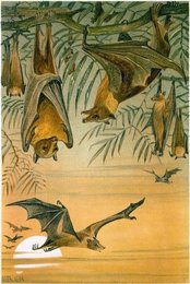 Image 277699555