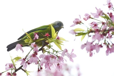 Image 277821409