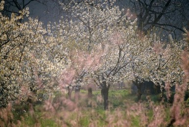 Image 278137269