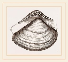 Image 278222163