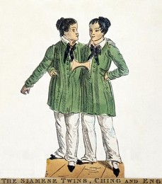 Image 278441536