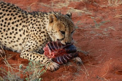 Image 278909454
