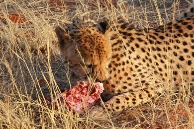 Image 278909461