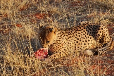 Image 278909464