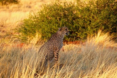 Image 278909465